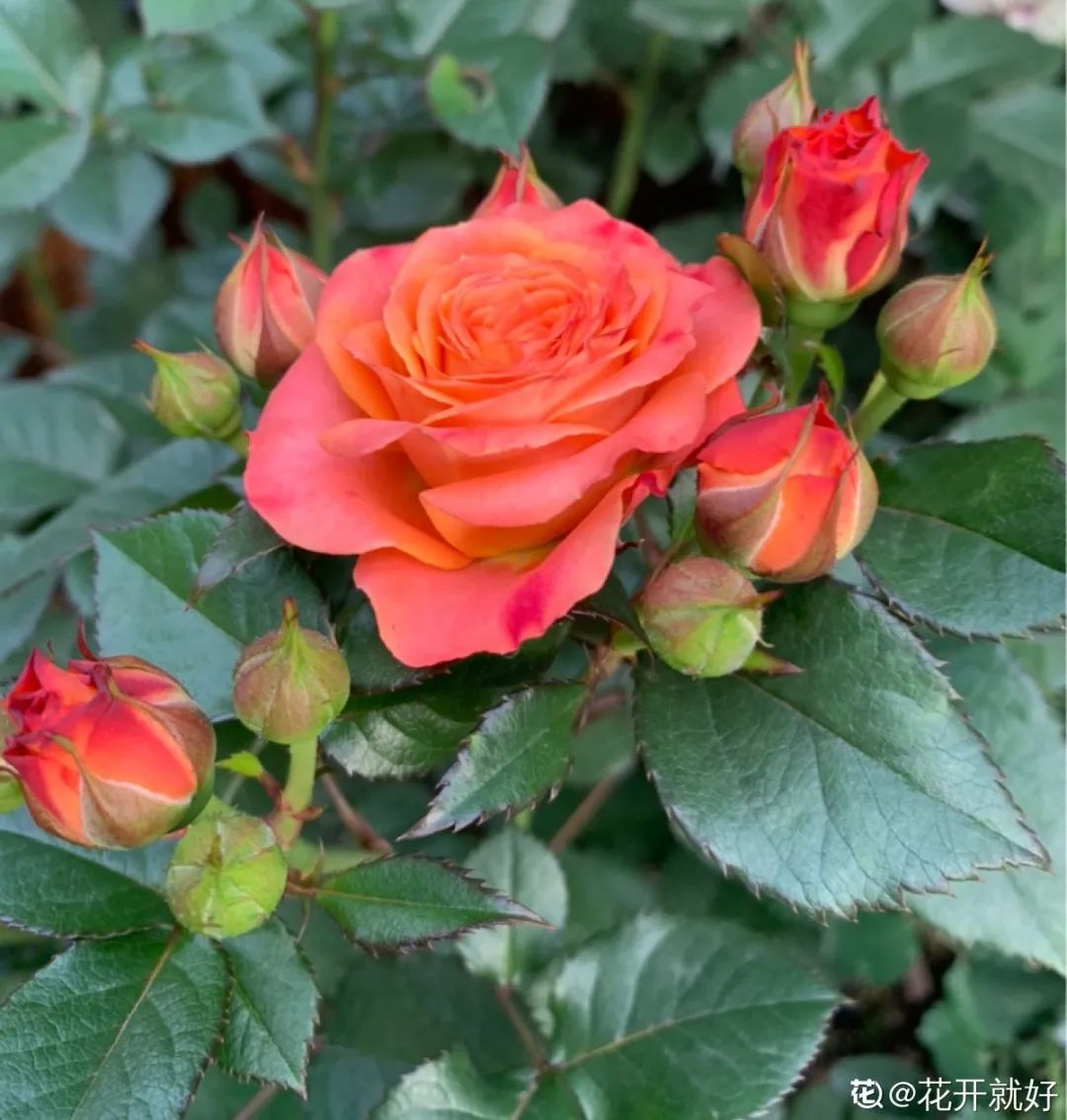 绿道有哪些科普,绿道花卉