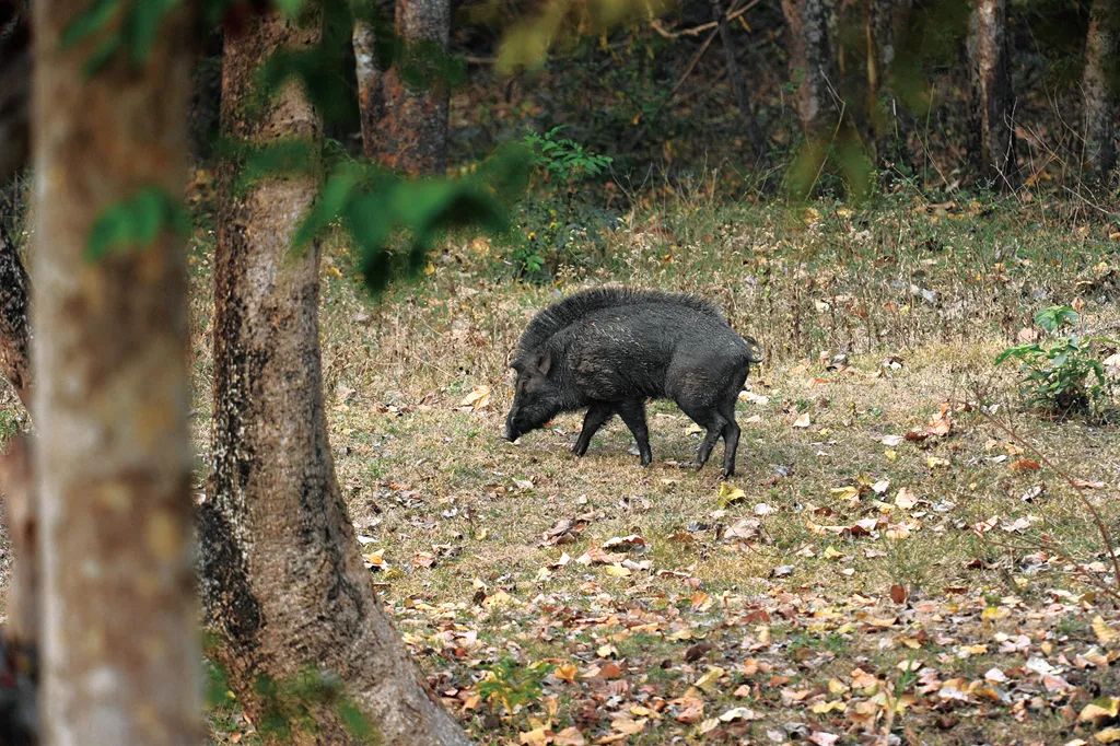 这样的鸟兽胖友圈,你见过吗?