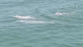 这样的鸟兽胖友圈，你见过吗？