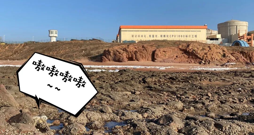 这样的鸟兽胖友圈,你见过吗?