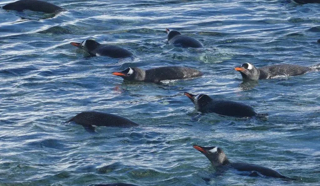 南极洲“绿雪”涌现,帝企鹅:泥土是什么?