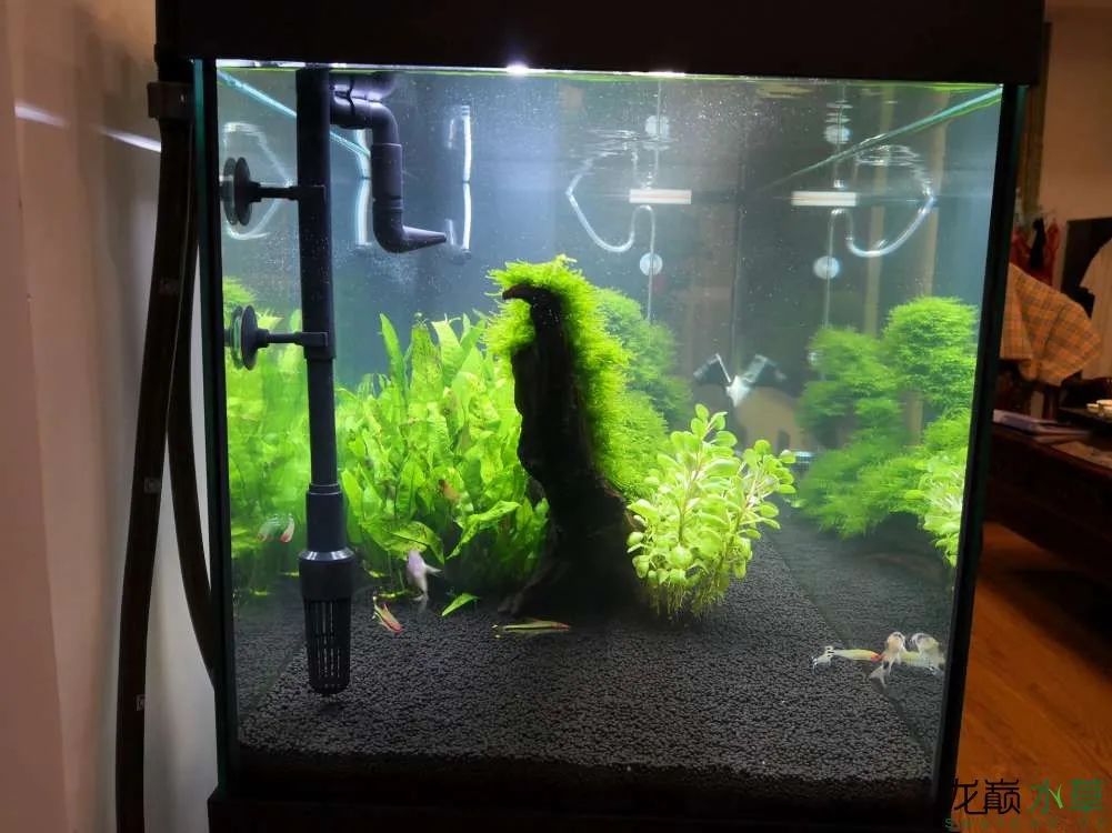 莫斯树草缸造景diy教程,不需要二氧化碳的草缸造景