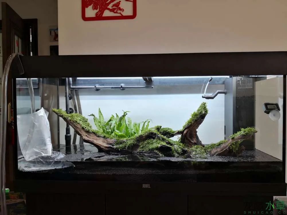 草缸1.2米生命之树造景,草缸造景60厘米大师作品