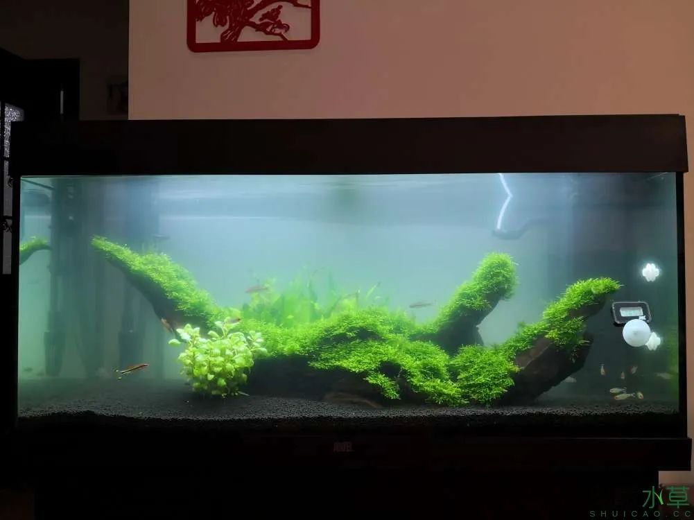 莫斯树草缸造景diy教程,不需要二氧化碳的草缸造景