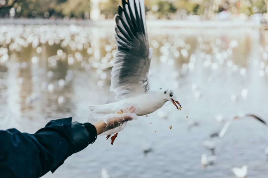 老昆明100个冷知识,关于昆明的50个冷知识