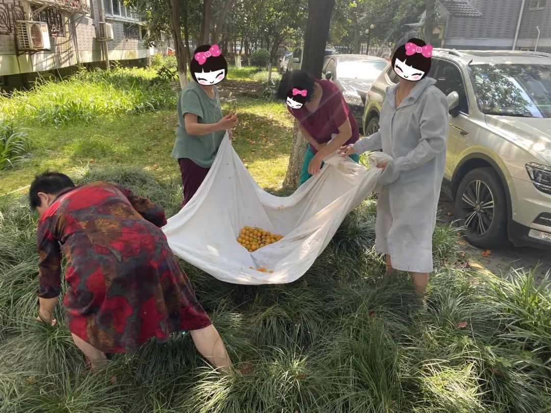 浙江一小区里随处可见的这东西,店里卖到15.8元一斤!居民随便捡