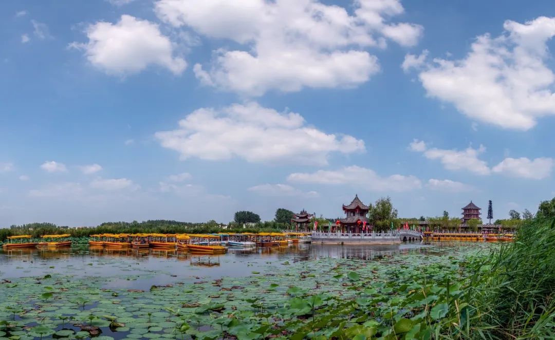 淮阳的荷花真美,又到了赏荷花的季节家门口的美景