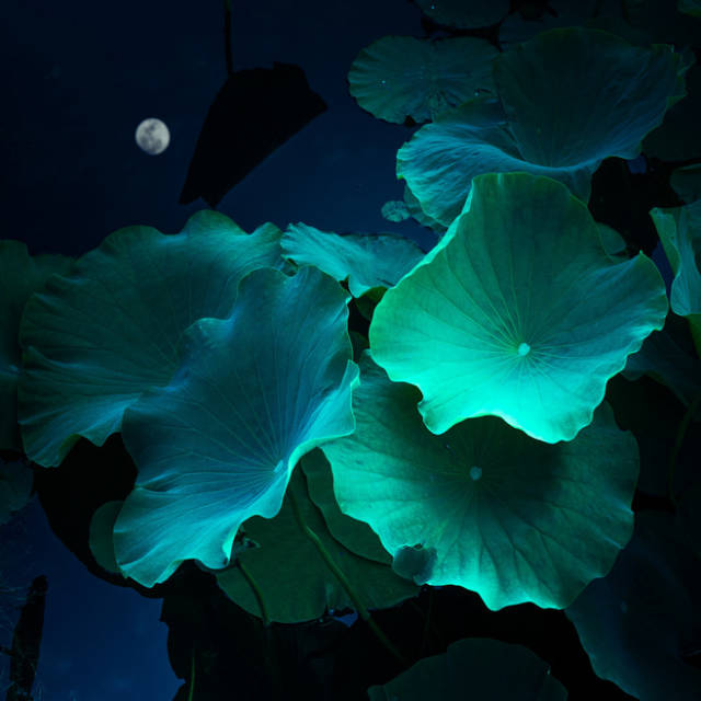 淮阳的荷花真美,又到了赏荷花的季节家门口的美景