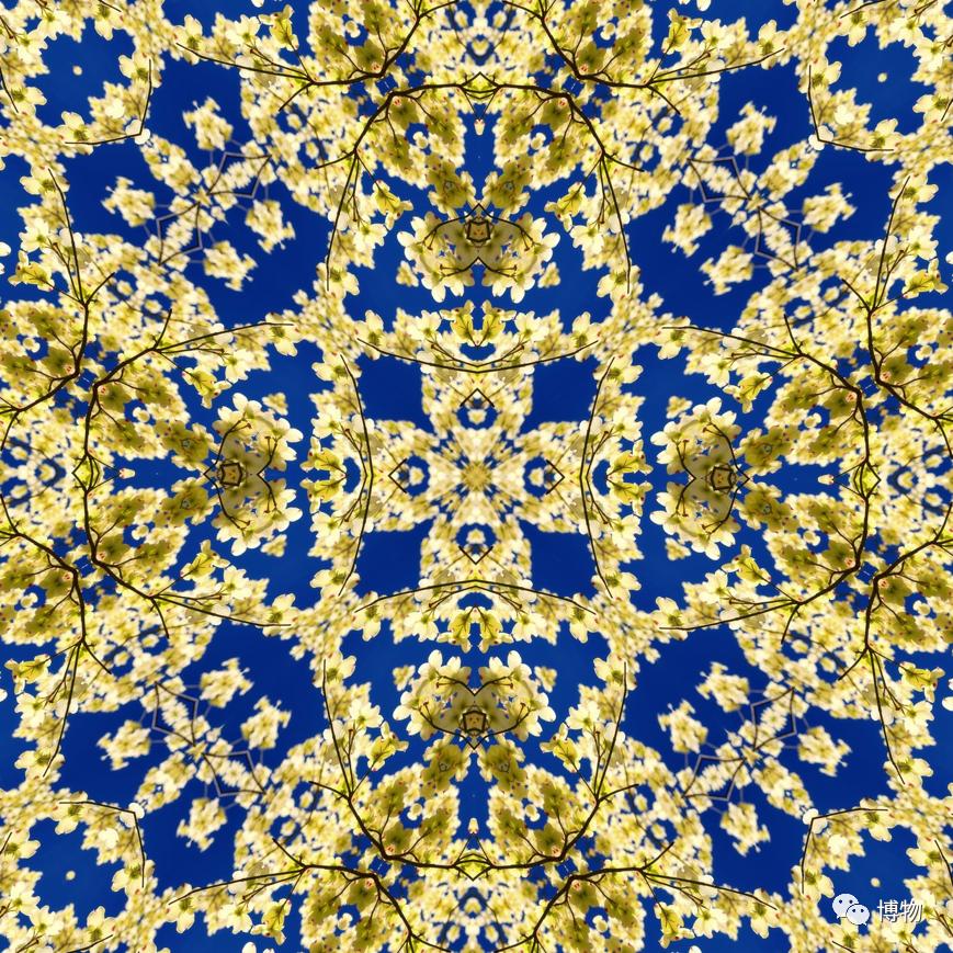 大花四照花花语,大花四照花