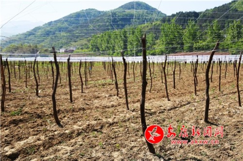 石泉旗帜领航助推乡村全面振兴,石泉县池河镇乡村