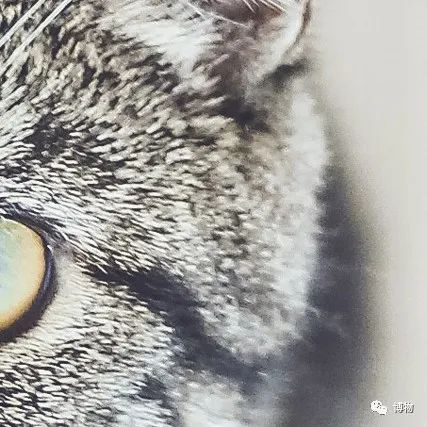 能拍彩色照片的大熊猫,大熊猫为啥不能拥有一张彩色照片