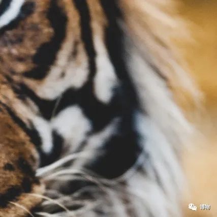 能拍彩色照片的大熊猫,大熊猫为啥不能拥有一张彩色照片