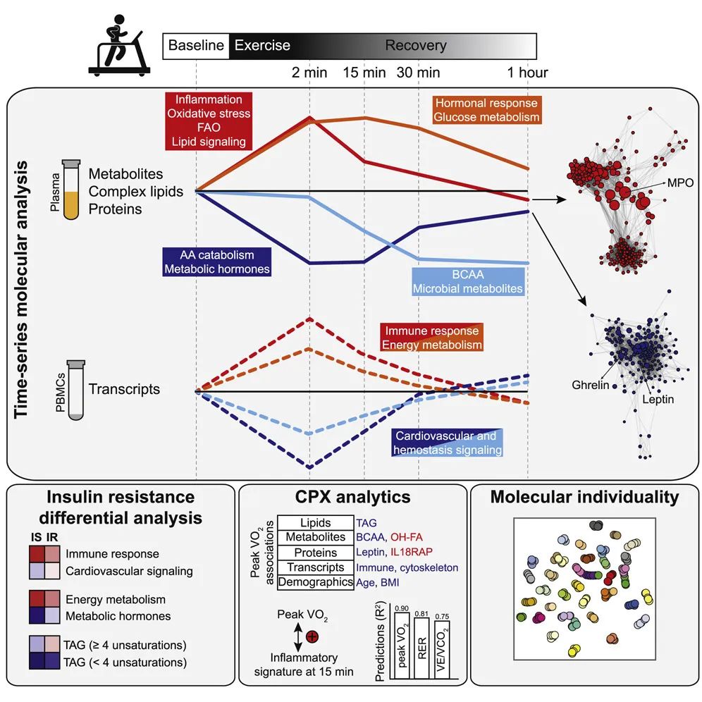 运动10分钟，机体内的分子是如何变化的？