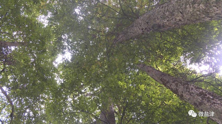 鍗拌薄鐩愭触,闆呮枃閴磋祻