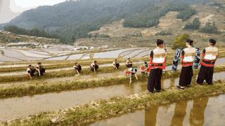 芒种至仲夏始人生丰收时,芒种至仲夏始介绍