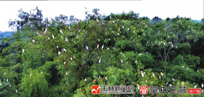 福绵森林公园视频,福绵区风景区