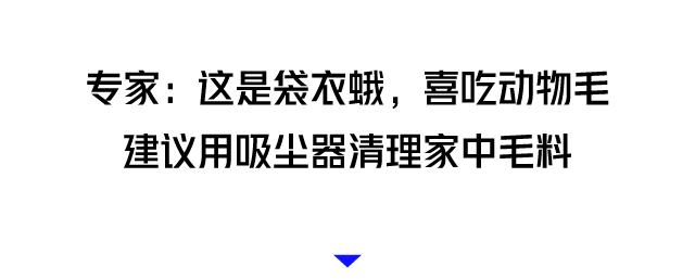 家里有很多小黑虫蠕动怎么回事,抓也抓不住的小虫子