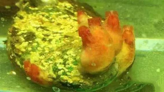 活石掉的粉末有害吗,活石里面虫子会寄生小鱼吗