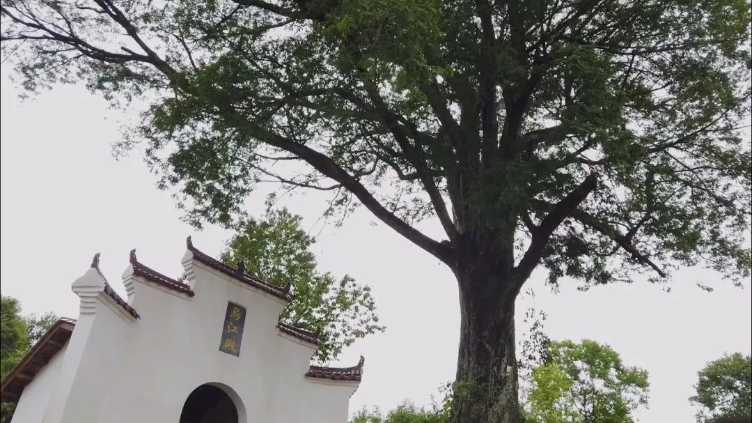 「爱问」爱上“红豆杉”