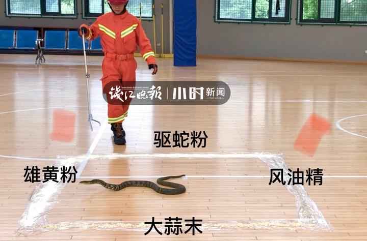 风油精比雄黄更有效驱蛇,大蒜风油精驱蛇原理