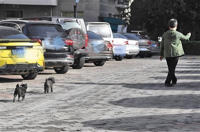 小区神器,小区内遛狗不拴绳怎样整治