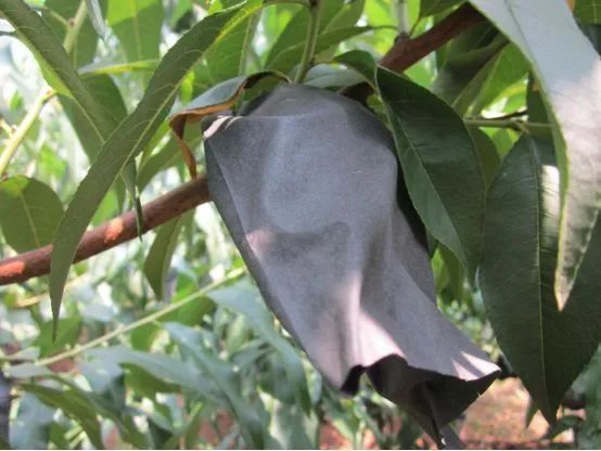 沂蒙山蒙阴黄金油蟠桃,山东蒙阴正宗黄金油桃