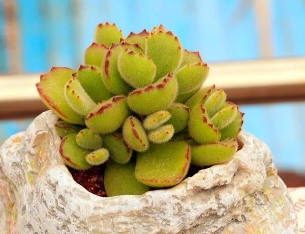 熊童子老桩秃了,熊童子秃了