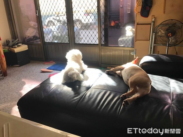 法斗屁屁发炎,法斗屁屁很红什么原因