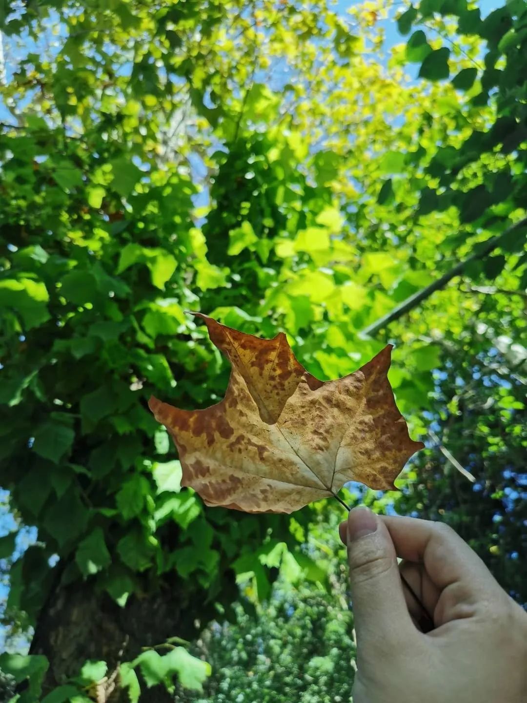 毕业季我的初中生活,毕业季我和我的校园时光