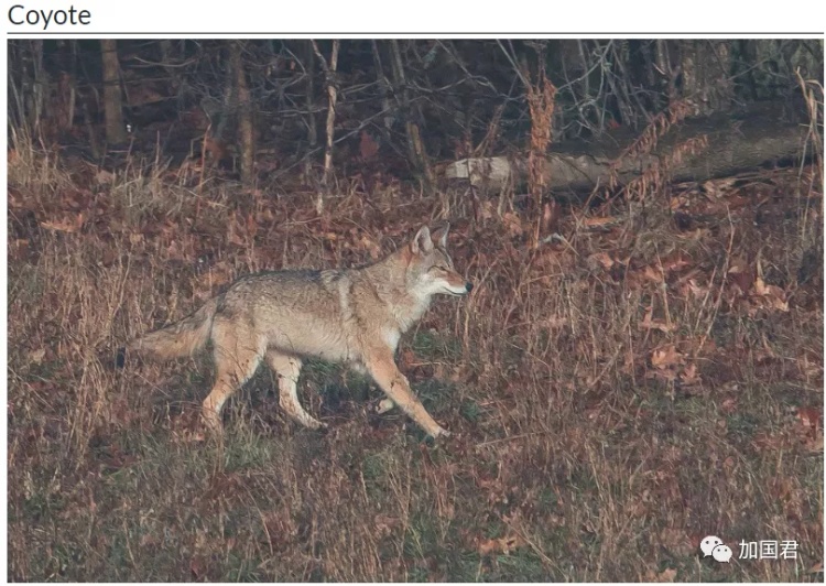 全球最毒的十大毒动物,加拿大最可怕的蛇