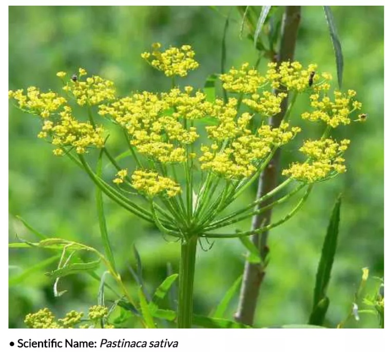 全球十大危险有毒动物,加拿大毒虫名单
