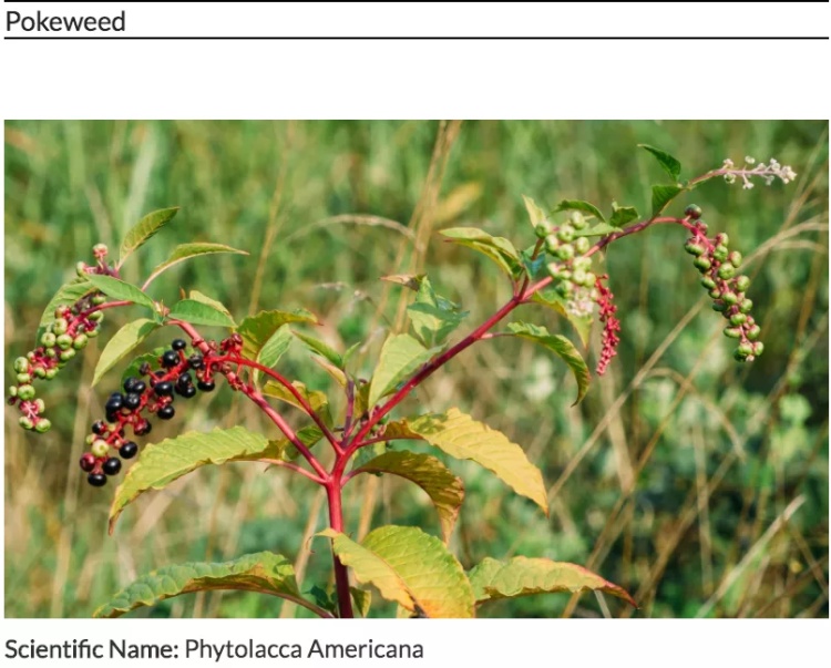 全球十大危险有毒动物,加拿大毒虫名单