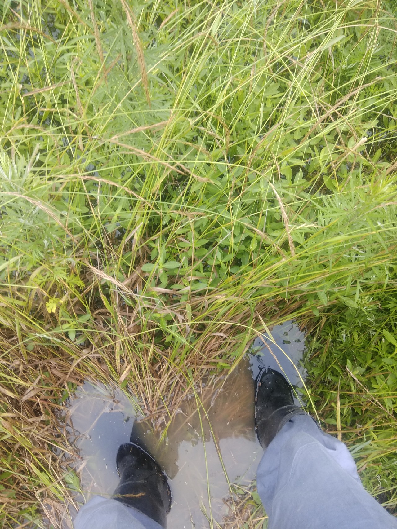 为什么涨水后钓鱼好钓,涨水之后鱼会变多吗