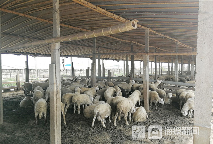 东营市利津县：“盐窝”变“金窝”，传统农业镇的“变形记”