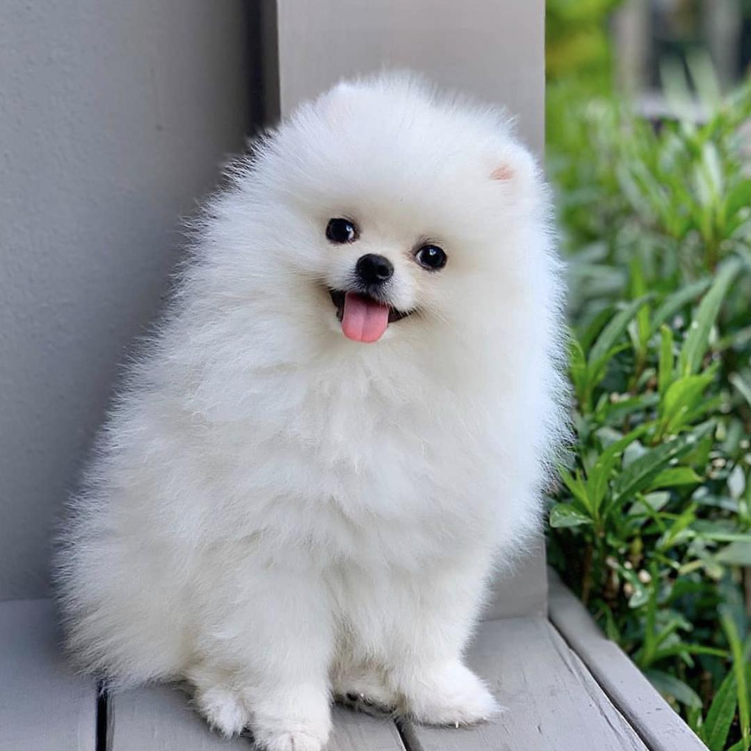 盘点二十种忠爱满世界的萌犬,可爱治愈系萌犬