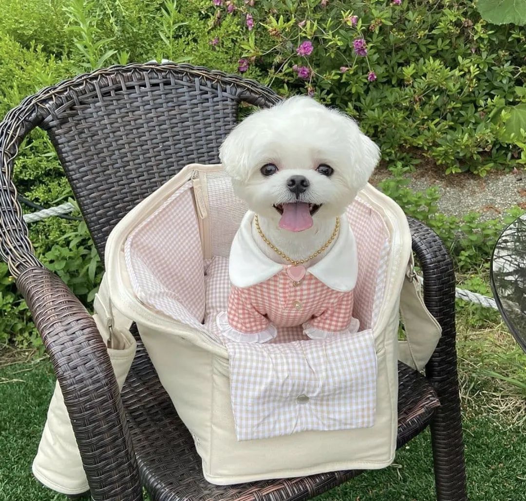 盘点二十种忠爱满世界的萌犬,可爱治愈系萌犬