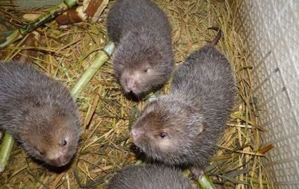 农村养殖什么最赚钱鸡鸭猪羊,在农村种植或养殖什么比较赚钱