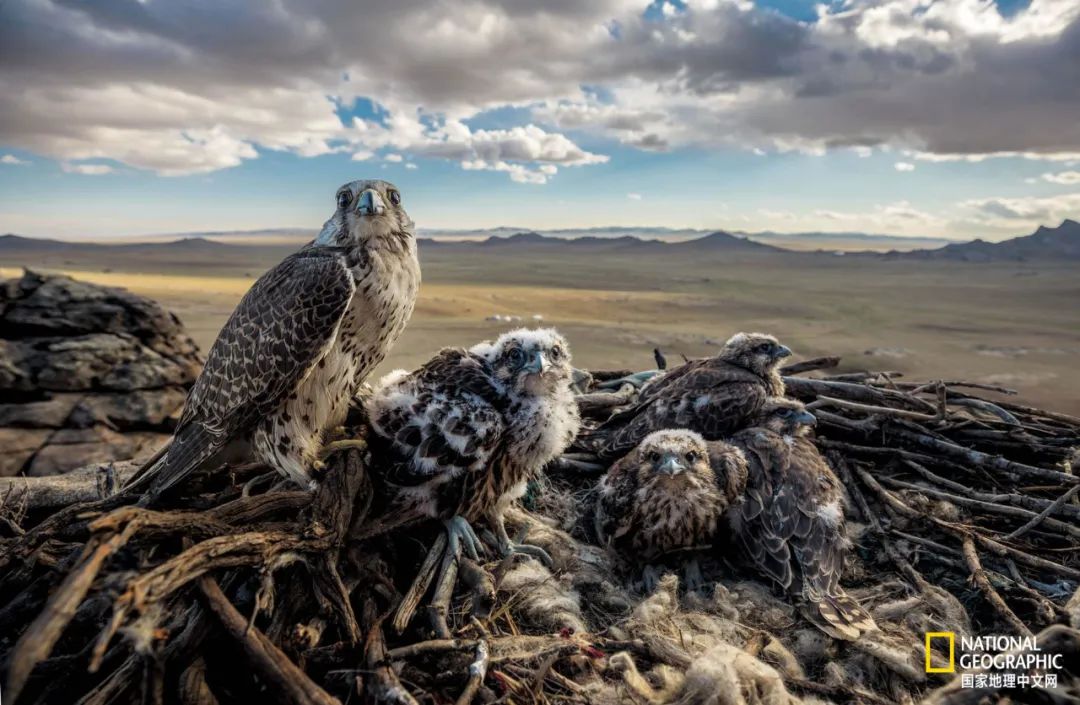 迪拜酋长养的动物,迪拜酋长养的土豪鸟