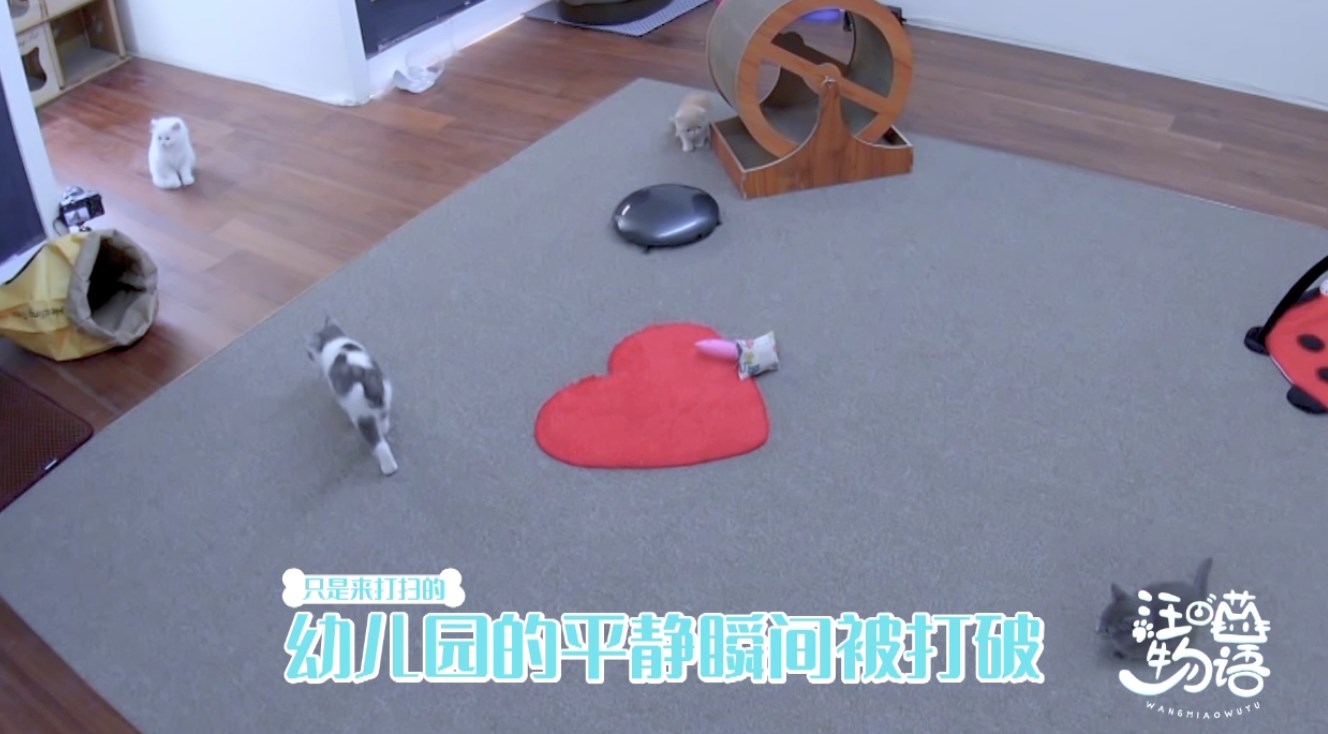 朱正廷送张雨剑礼物,朱正廷张雨剑汪喵物语