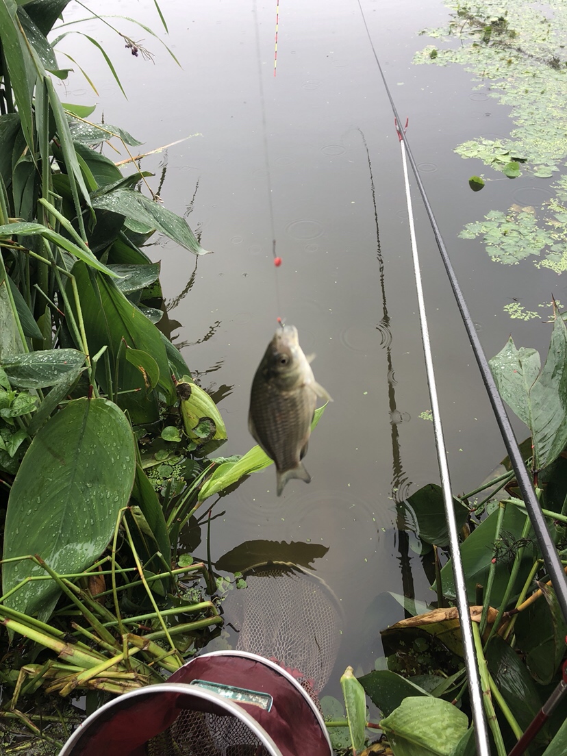 野钓偷瞄隔壁老师傅，没有对比就没有伤害