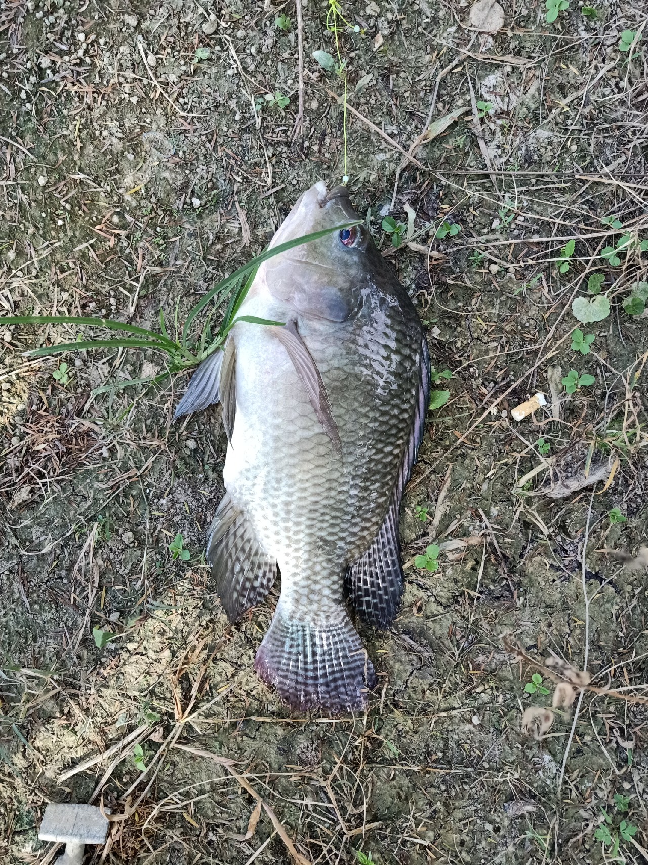 开局即是巅峰第6集,开局即巅峰完整版