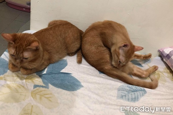 袋鼠被猫咪打了原因竟然这么简单,被猫抓了打疫苗痛苦场面