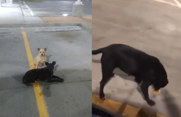 停车场汪见路过车“肉身拦截”求*养包** 店员叹:它们在这很久了