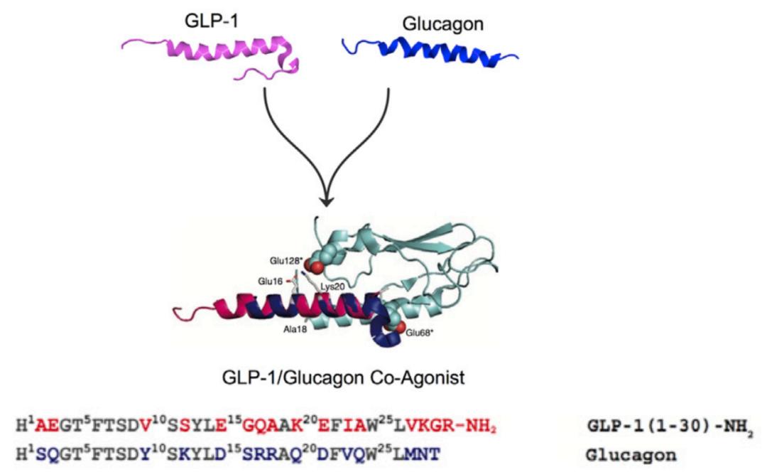 糖尿病发病机理及调节血糖的物质,糖尿病临床表现及生理学机制