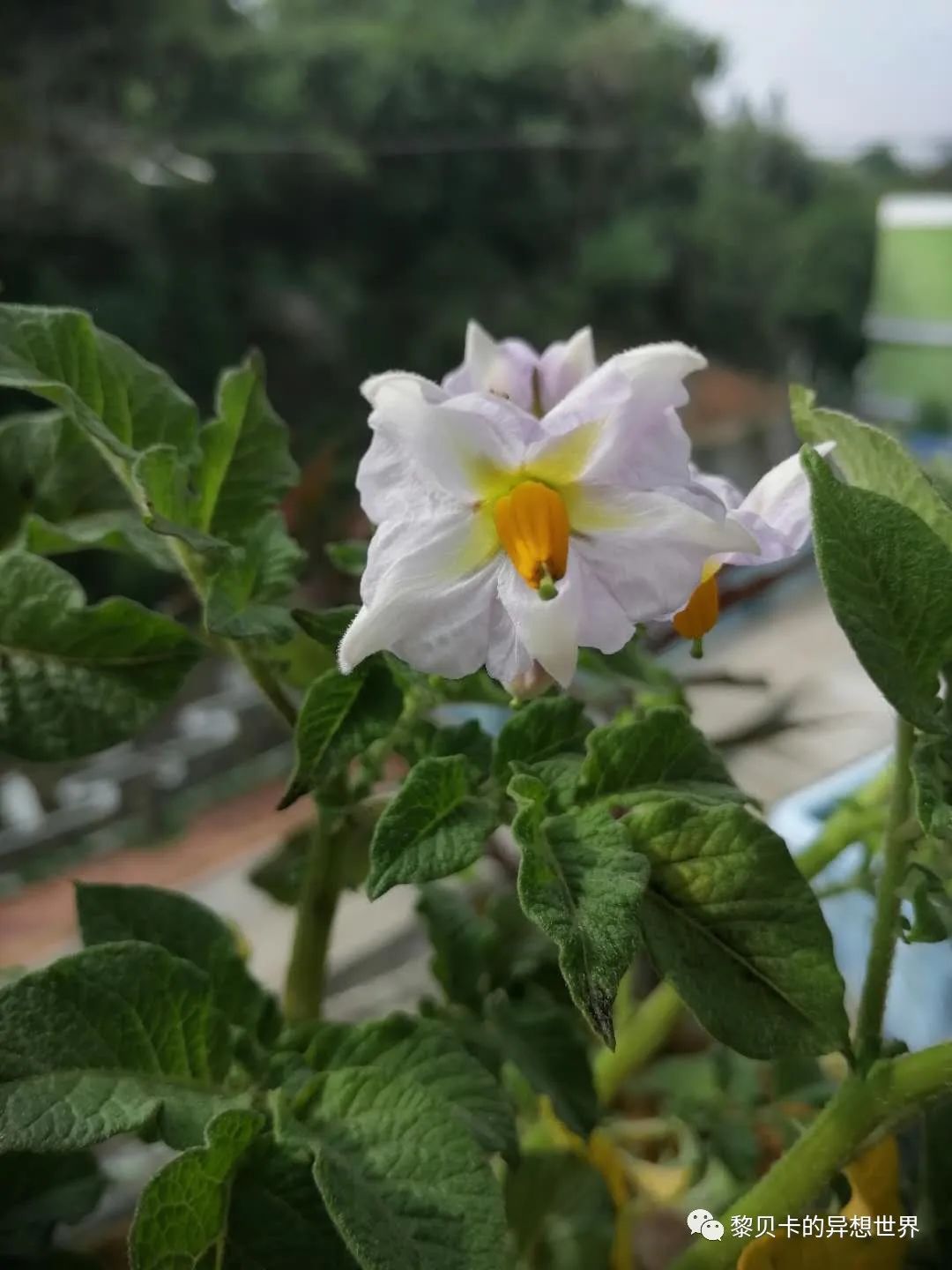 贝壳夏天鞋,贝壳穿搭分享