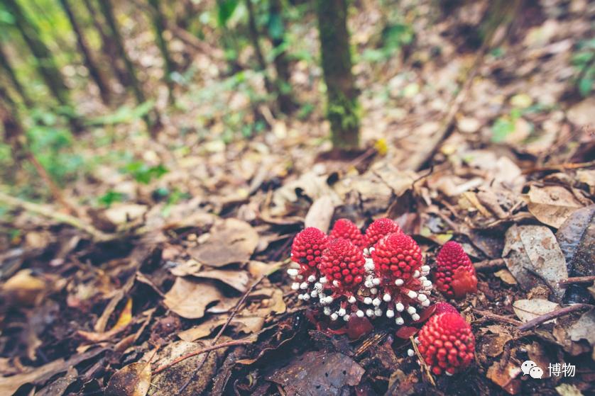 蛇菰能吃吗,蛇菰能不能吃