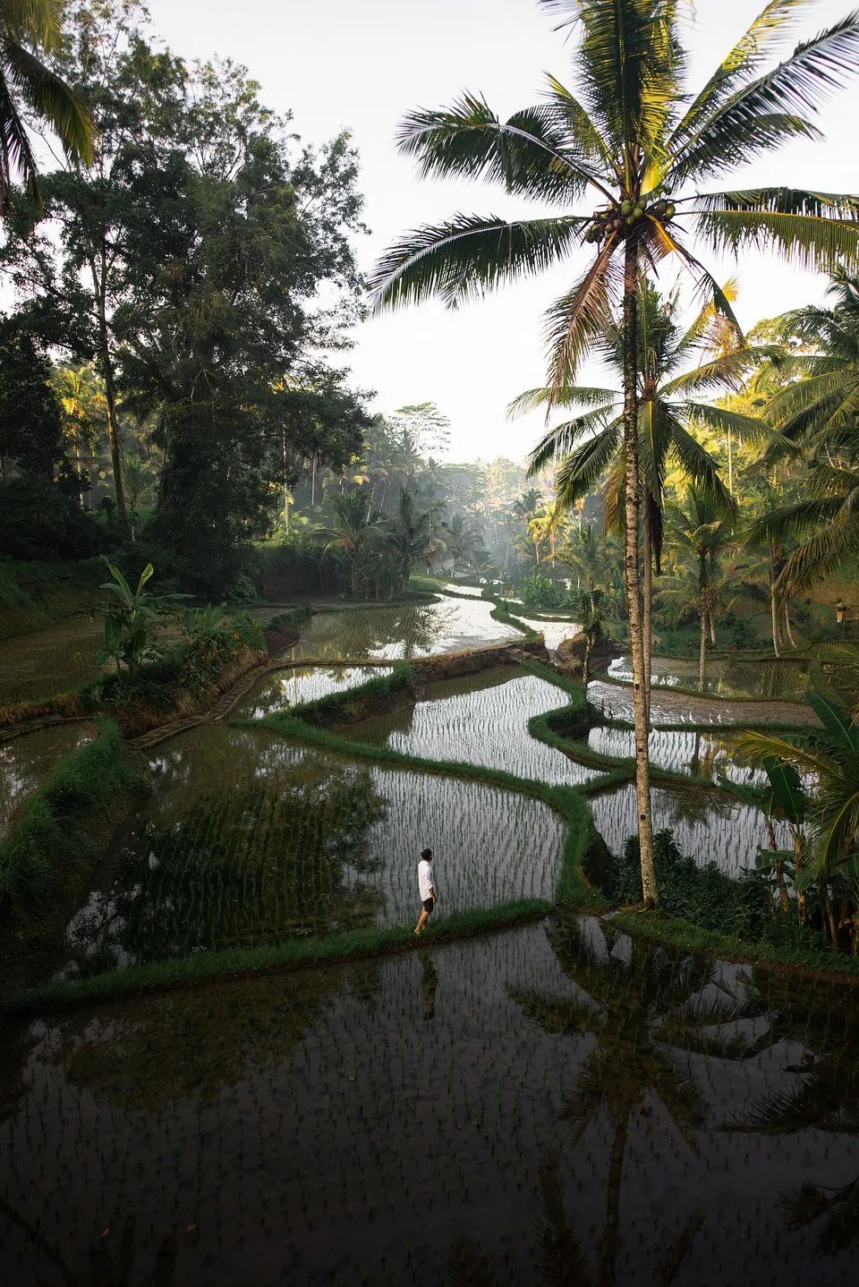 全世界最绿的50张照片