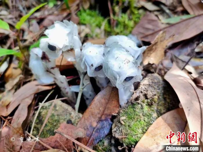 浙江丽水深山,罕见浙江深山中发现幽灵之花