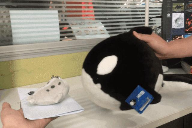 虎鲸饿起来为何连亲戚都吃,虎鲸投喂食物