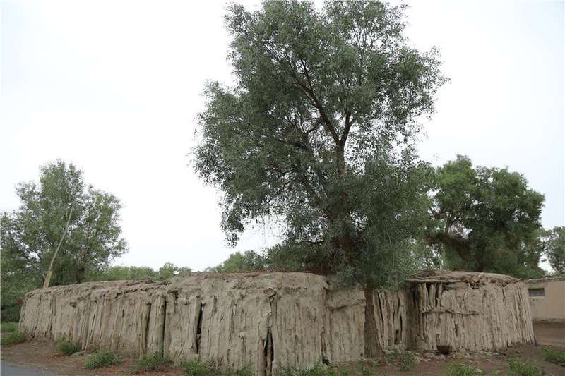 *疆新**轮台县生态搬迁：塔河沿岸绿了新居村民富了